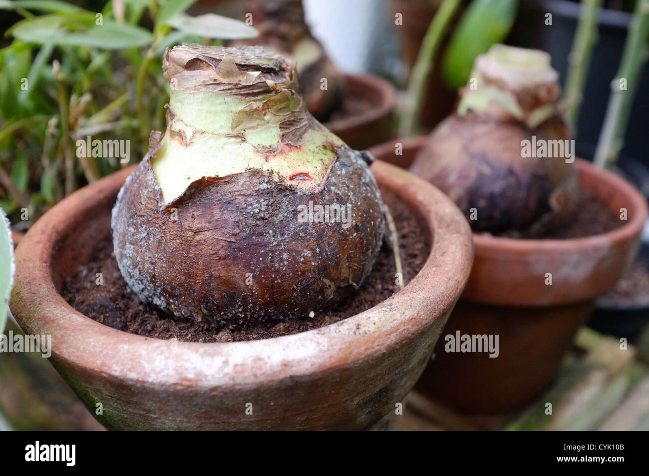 Amaryllis - hippeastrum bulbs in terracotta pots Stock Photo