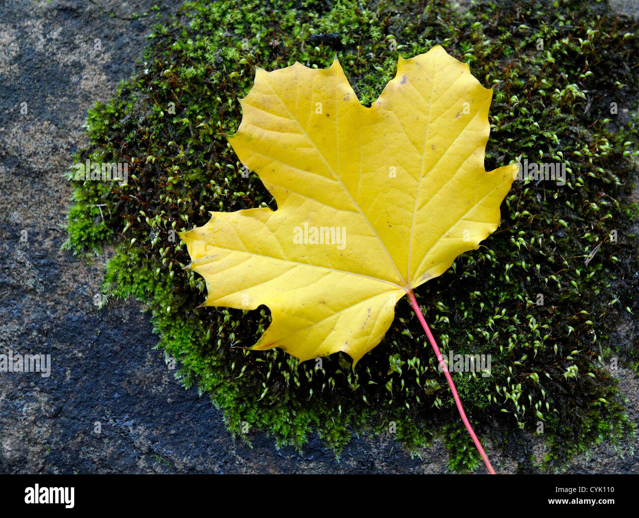 one yellow autumn leaf Stock Photo - Alamy