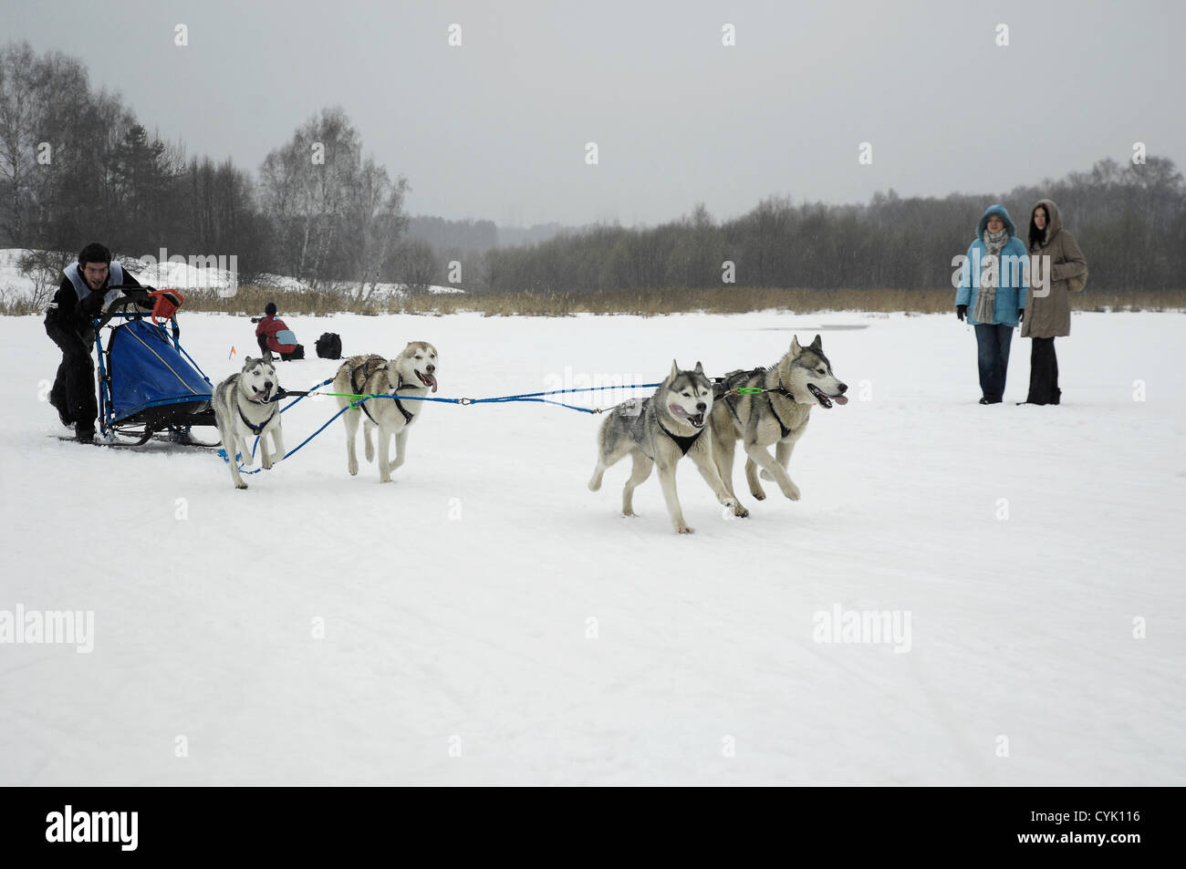 Dogsled competition, winter, city background Stock Photo - Alamy