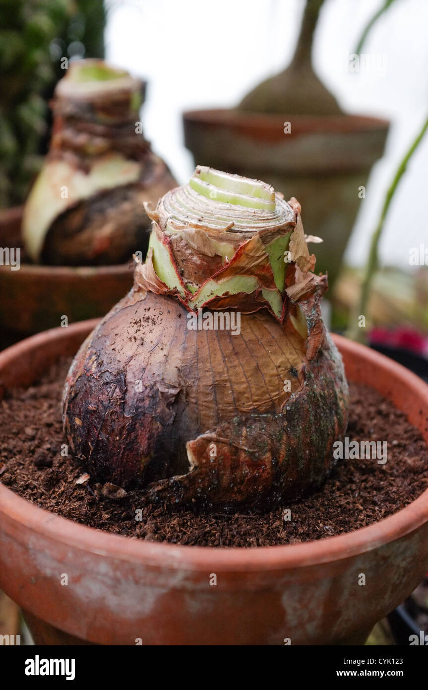 Amaryllis hippeastrum bulbs in terracotta pots Stock Photo Alamy