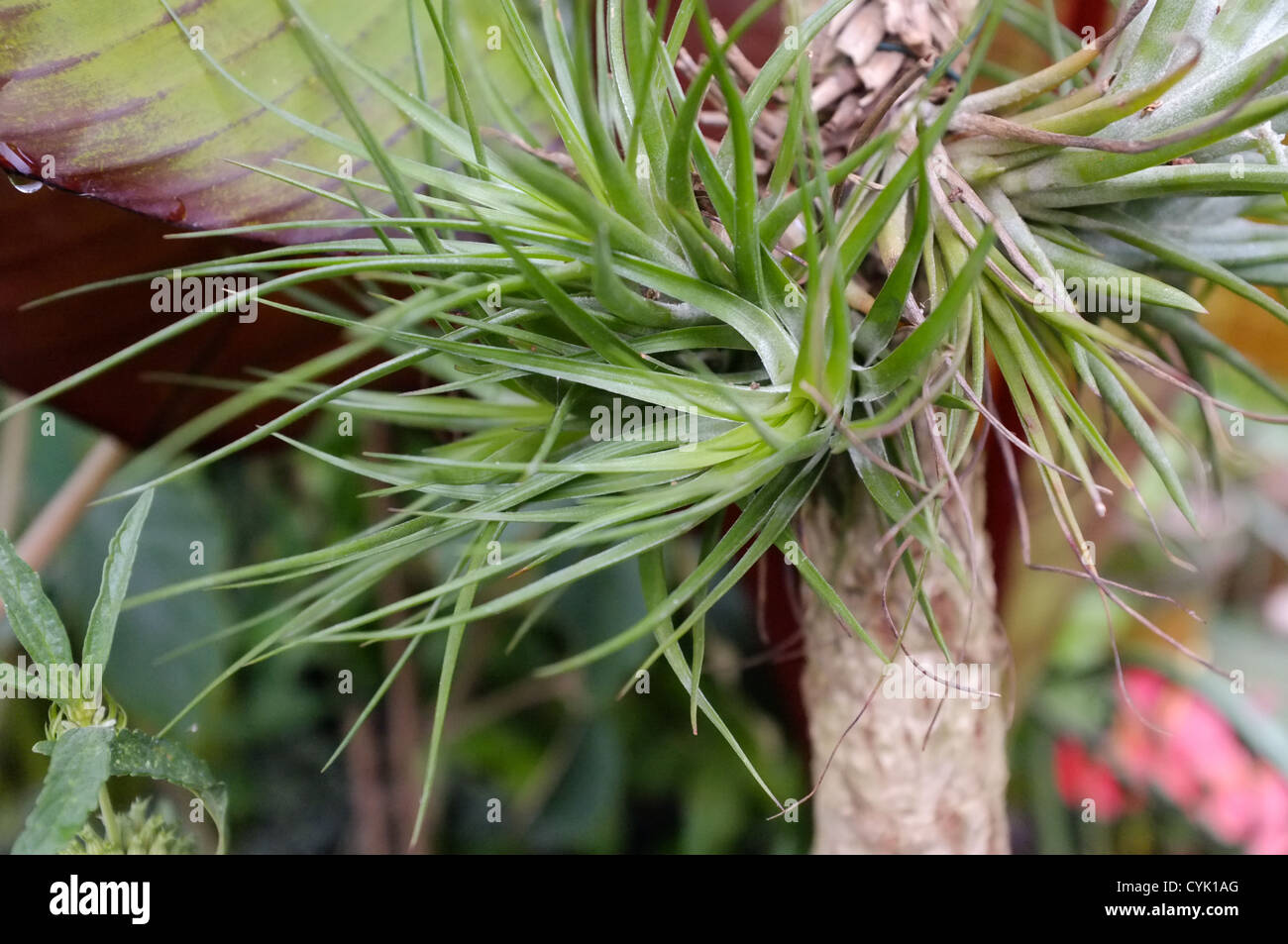 Tillandsia plants hi-res stock photography and images - Alamy