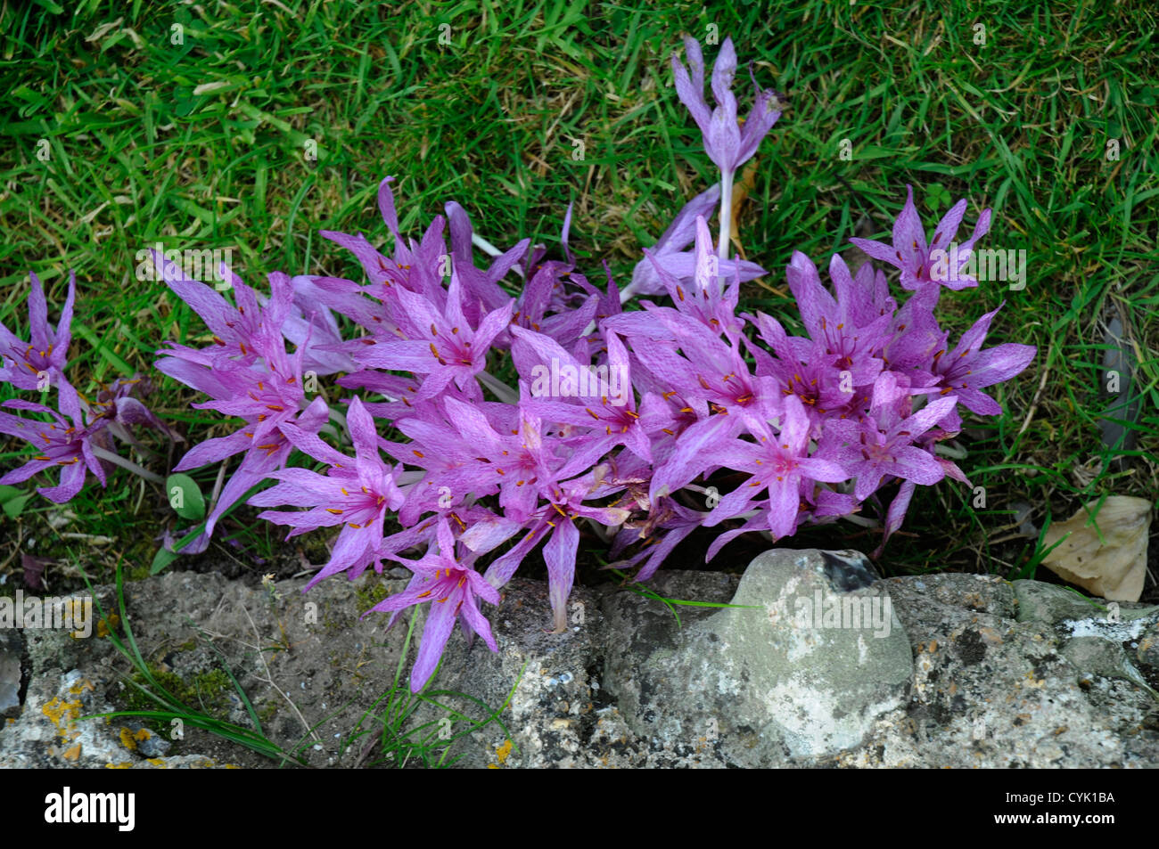 Purple Leaves, a photograph of a flower growing on a stone wall Stock Photo