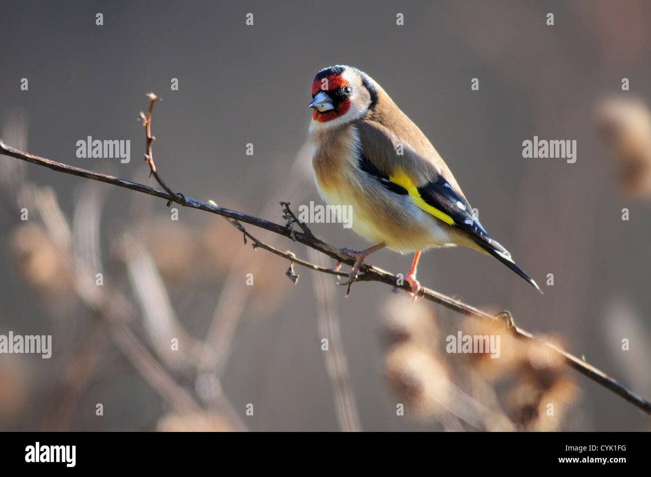 Goldfinch, winter, Dorset, UK. January 2010 Stock Photo