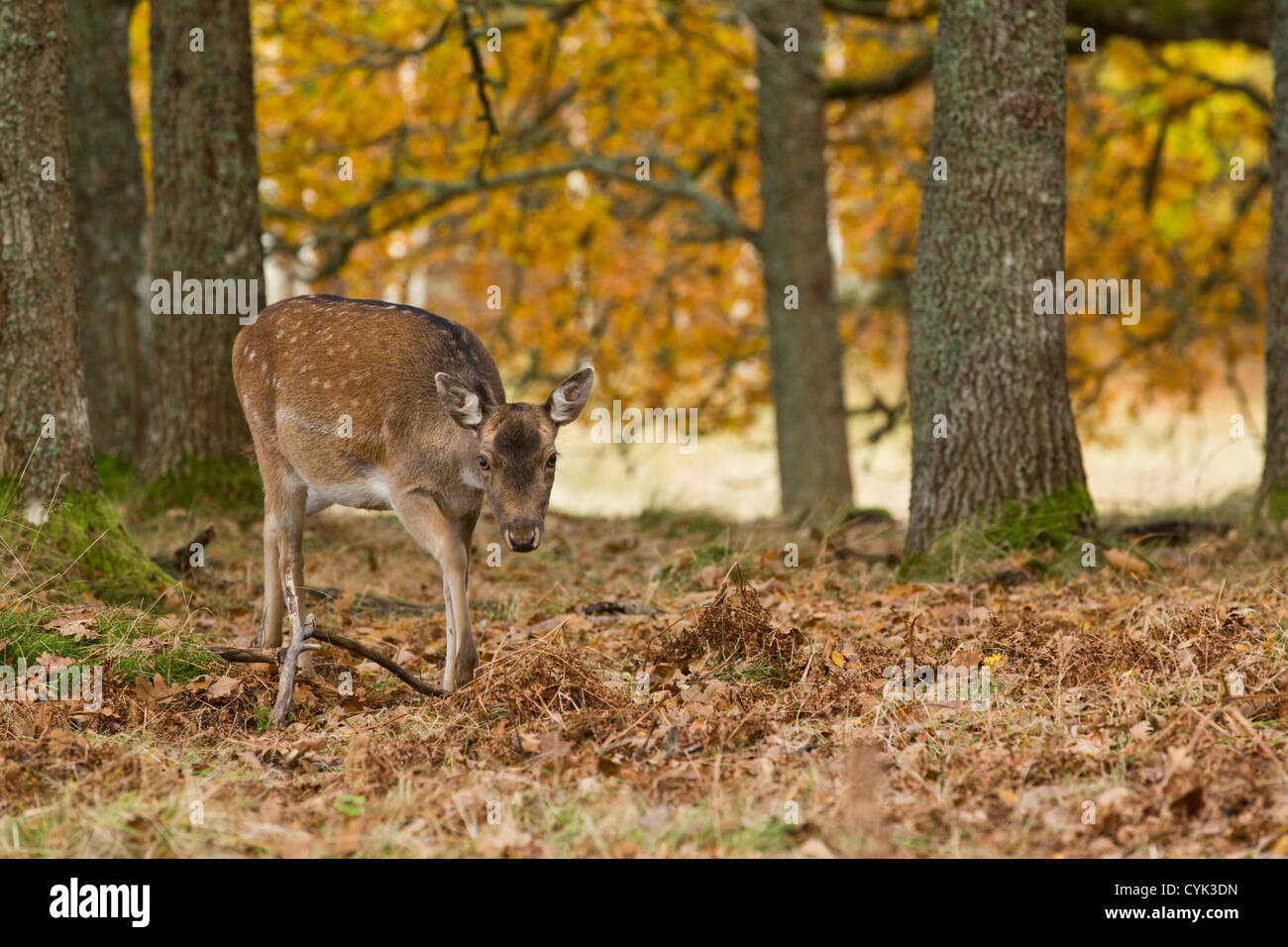 Fallow deer Dama dama female Stock Photo