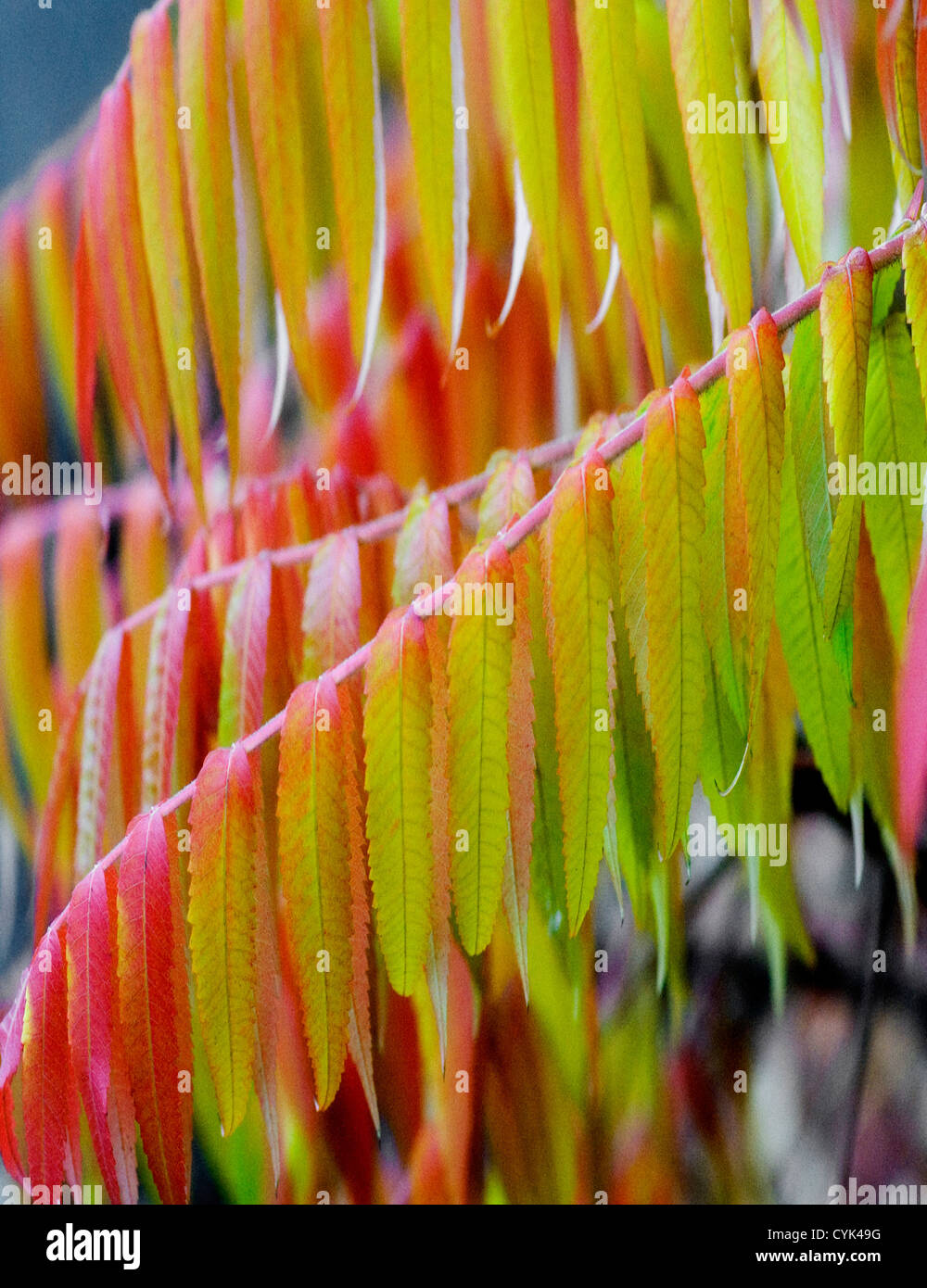 Autumn colours of Rhus typhina the Sumach or Sumac shrub or tree Stock Photo