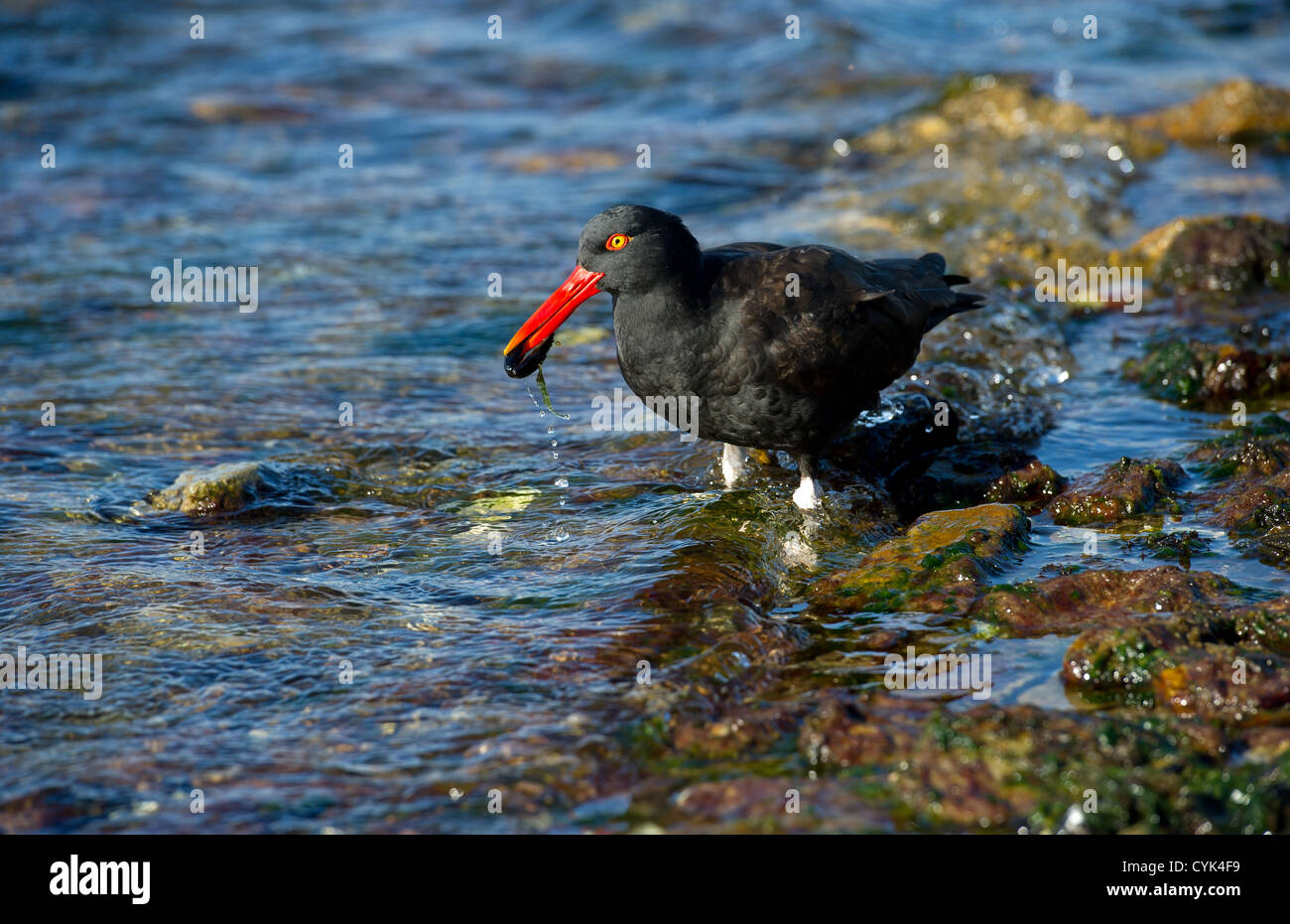Blackish Oystercatcher Falkland Islands Stock Photo Alamy
