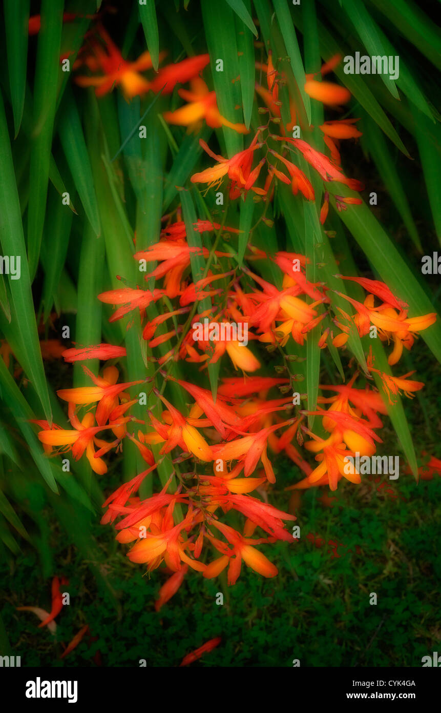 A composite of 2 photographs of Crocosmia or Montbretia orange flowers and green leaves Stock Photo