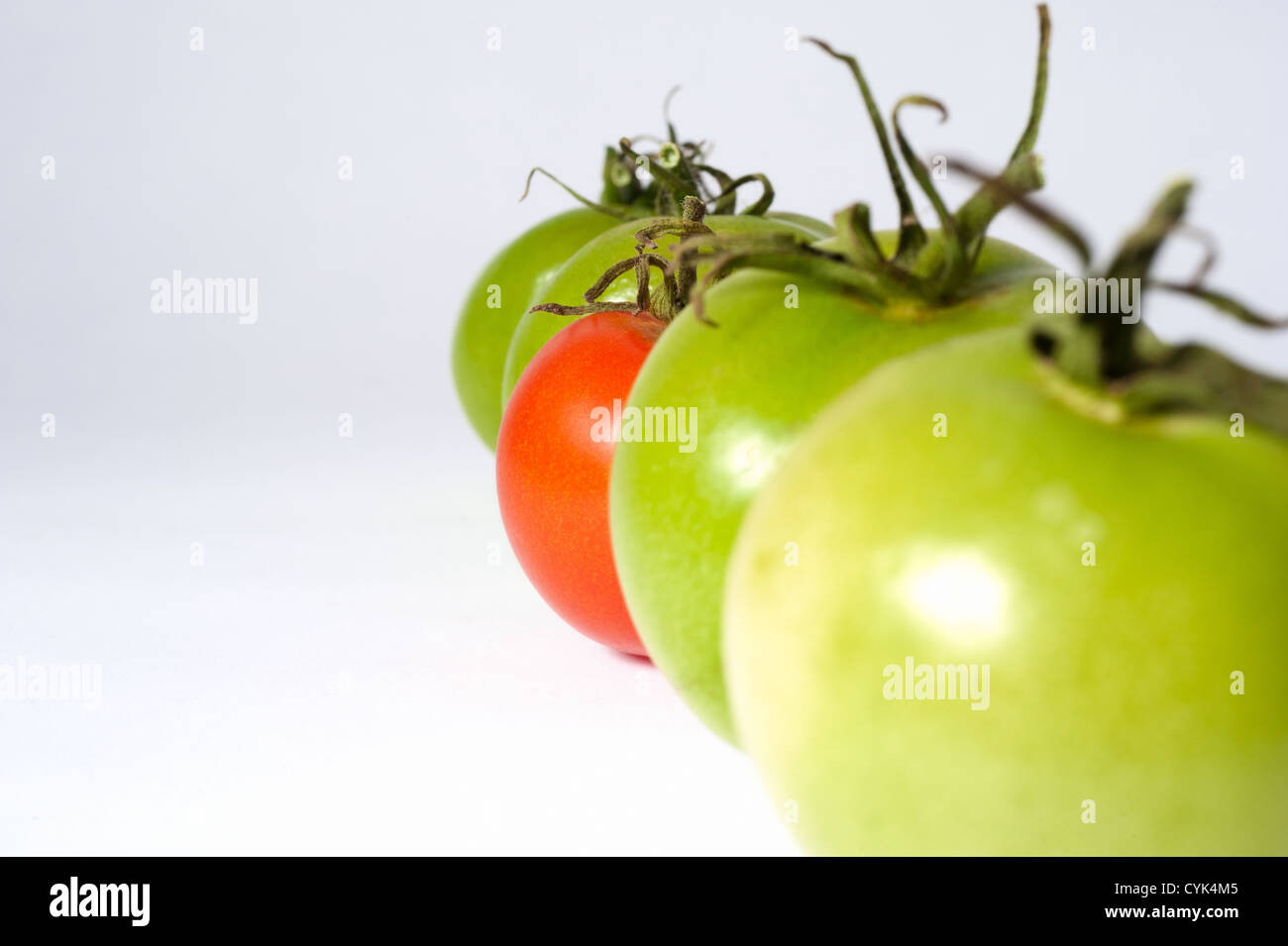 A line of tomatos Stock Photo