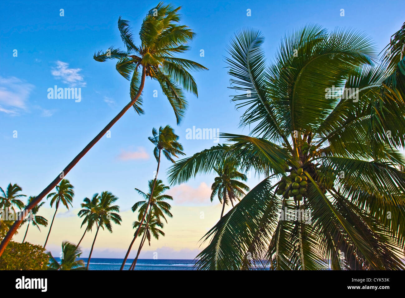 Nanuku Levu, Fiji Islands palm trees with coconuts, Fiji, South Pacific, Oceania Stock Photo