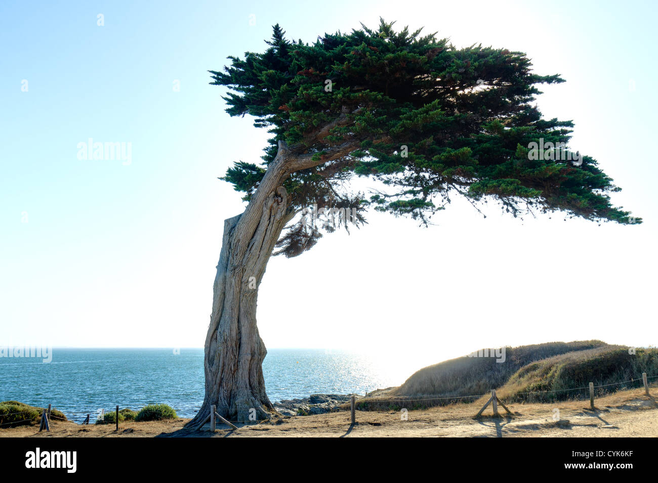 Cupressus macrocarpa, Monterey Cypress or Macrocarpa (France, Brittany, Sainte-Marie-sur-Mer) Stock Photo