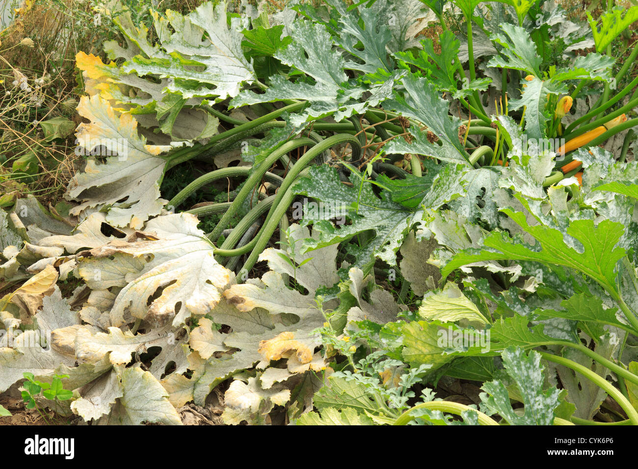 Powdery mildew on zucchini // Oïdium sur feuilles de courgette Stock Photo