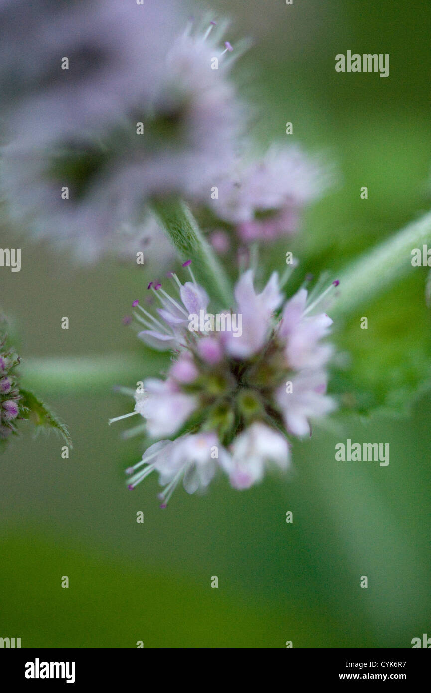 English garden mint hires stock photography and images Alamy