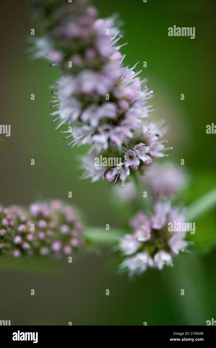 English garden mint hires stock photography and images Alamy