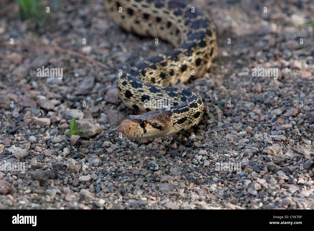 Pacific Gopher Snake (Pituophis catenifer) crawling along rough stony ground in northern California, USA in June Stock Photo