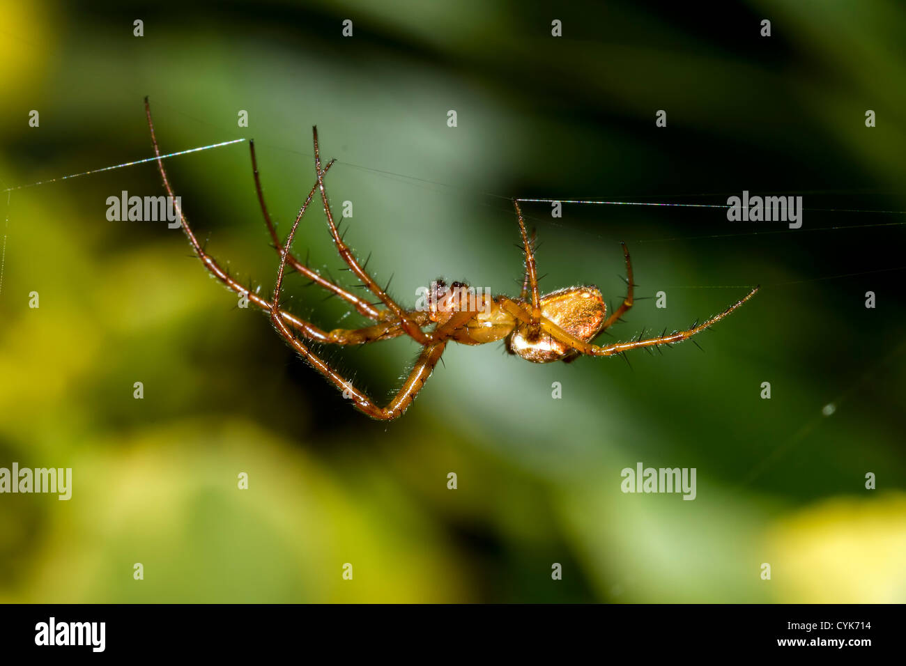 spider hanging upside down Stock Photo