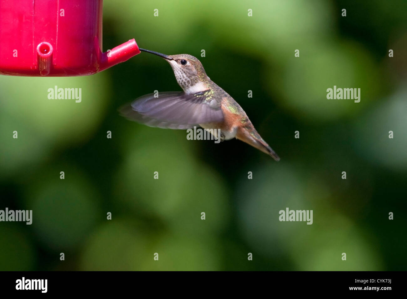 Rufous Hummingbird (Selasphorus rufus) female hovering near a ...