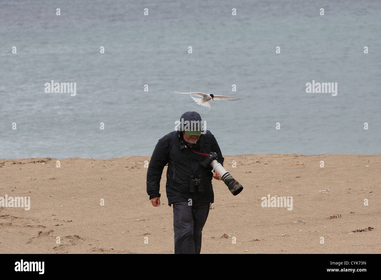 Arctic Tern Sterna paradisaea mobbing a photographer, Shetland, Scotland, UK Stock Photo