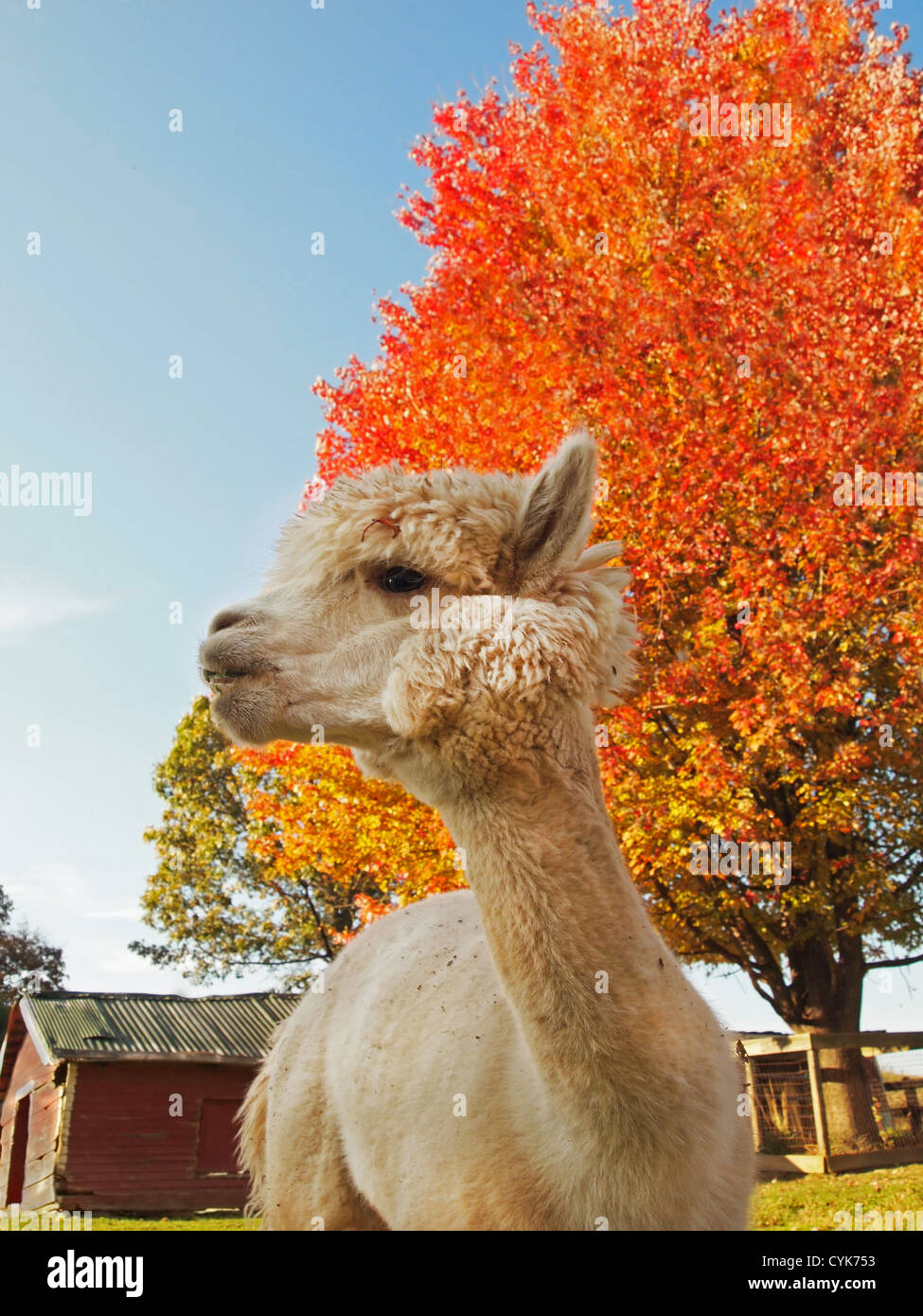 A white alpaca gazes off thoughtfully in front a vibrant orange tree and a small red barn, on a farm in the autumn. Stock Photo