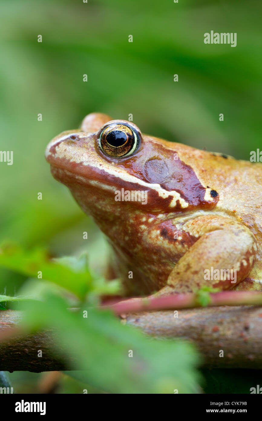Common Frog; Rana temporaria; yellow variant; Cornwall; UK Stock Photo