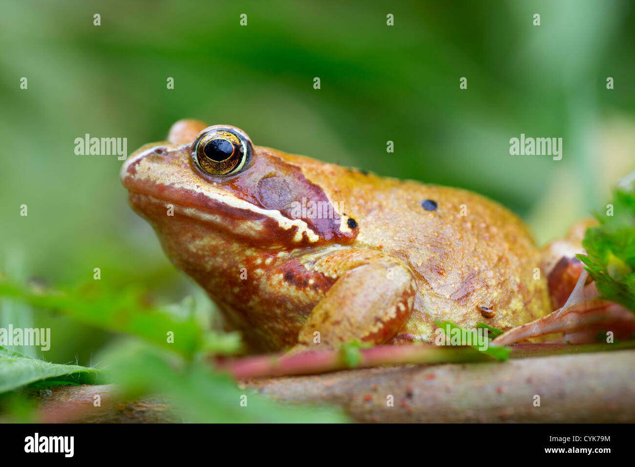 Common Frog; Rana temporaria; yellow variant; Cornwall; UK Stock Photo