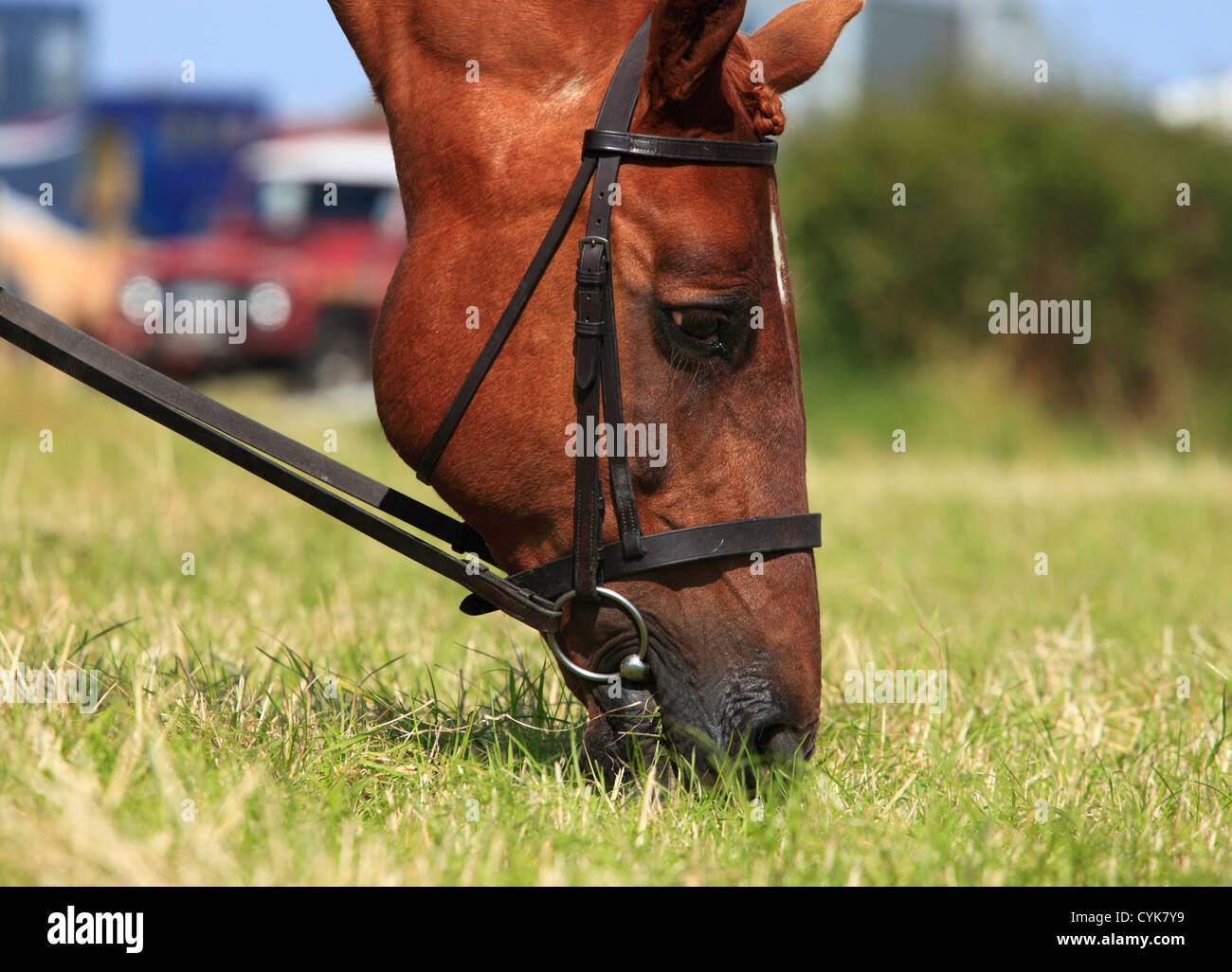 Brown horse with reins grazing on grass. Stock Photo