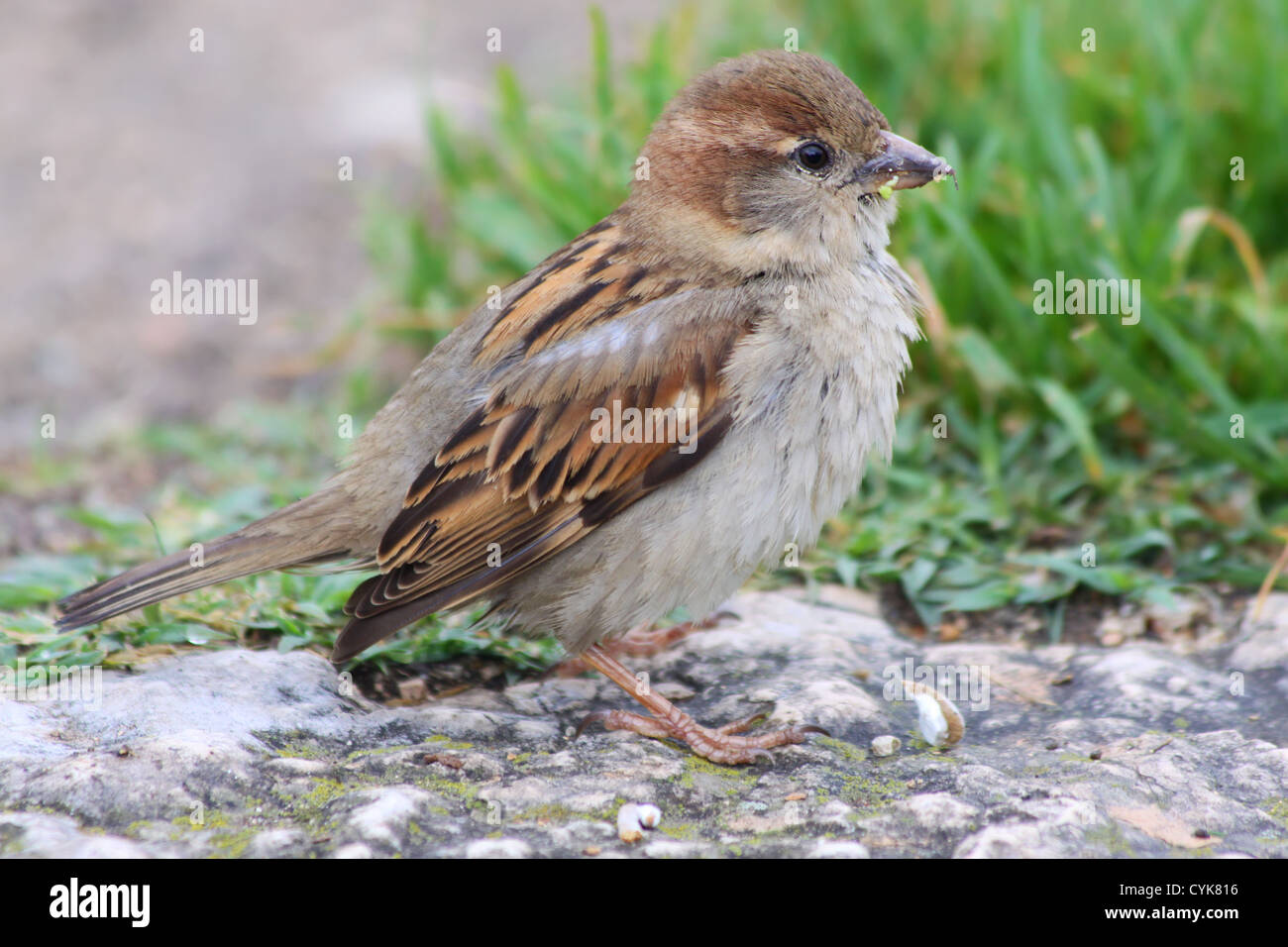 Female House Sparrow (Passer domesticus) on stone floor Stock Photo