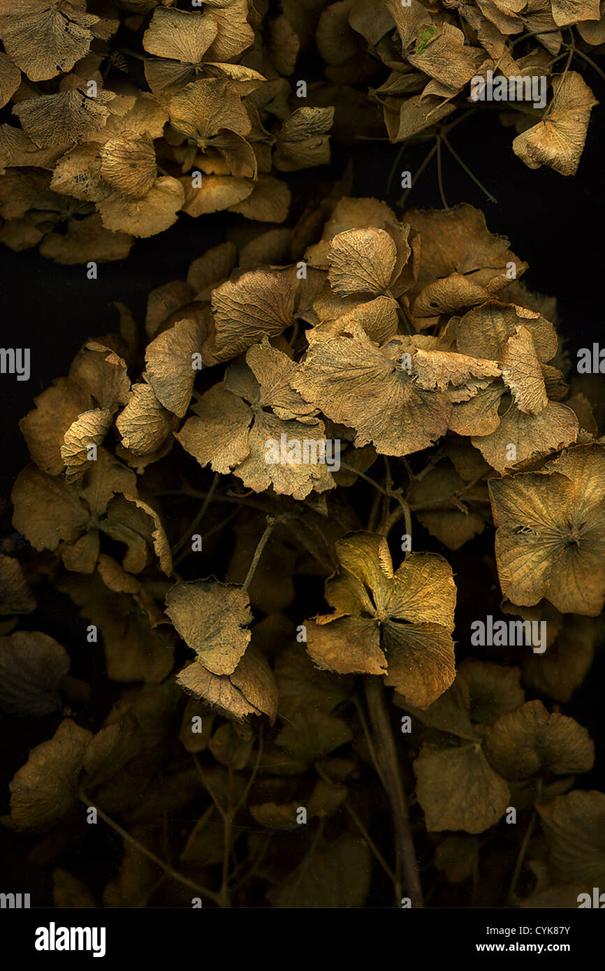 Scanogram of Dead Hydrangea Flower heads Stock Photo