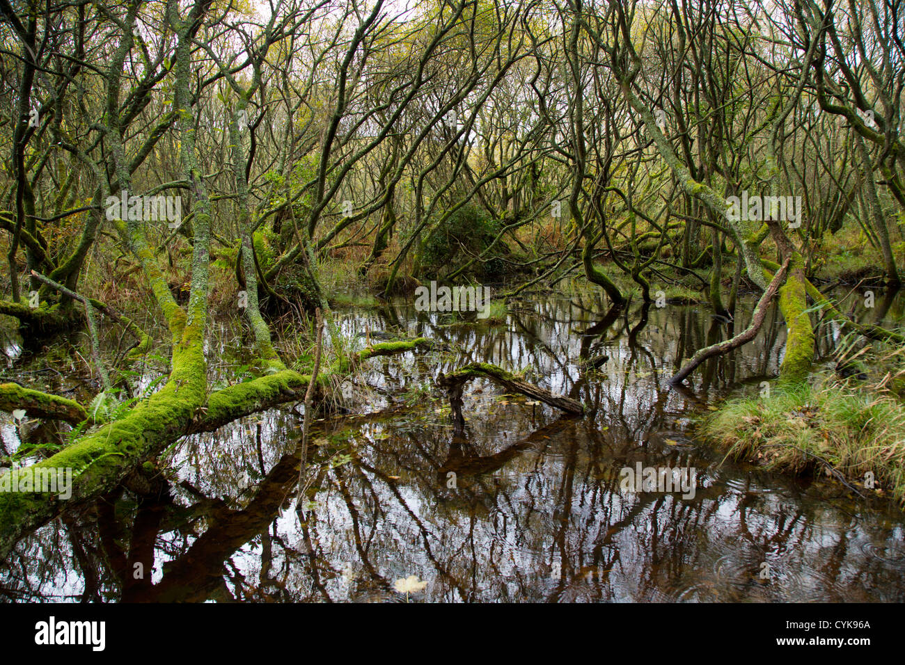 Penrose Estate; Helston; Cornwall; UK; wet woodland or carr Stock Photo