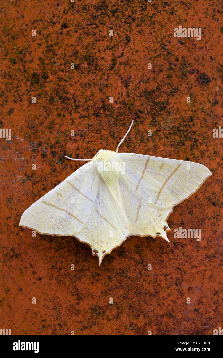 Swallowtail Moth; Ourapteryx sambucaria; UK Stock Photo
