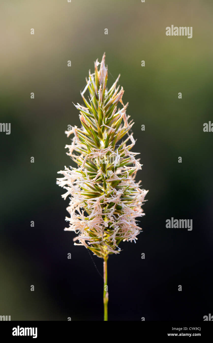 Sweet vernal grass uk hires stock photography and images Alamy