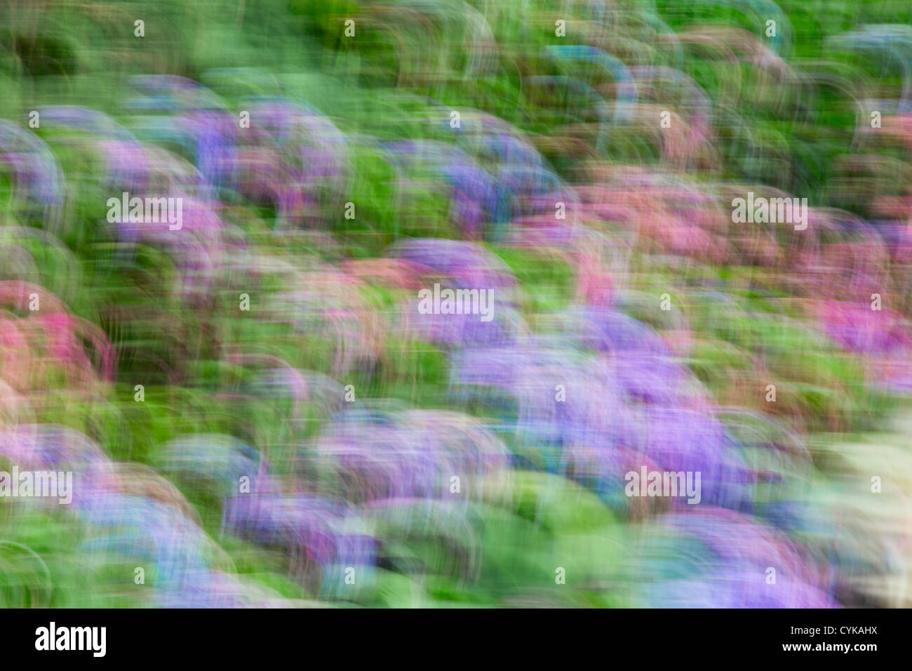 Hydrangeas blurred; Trebah; cornwall; UK Stock Photo