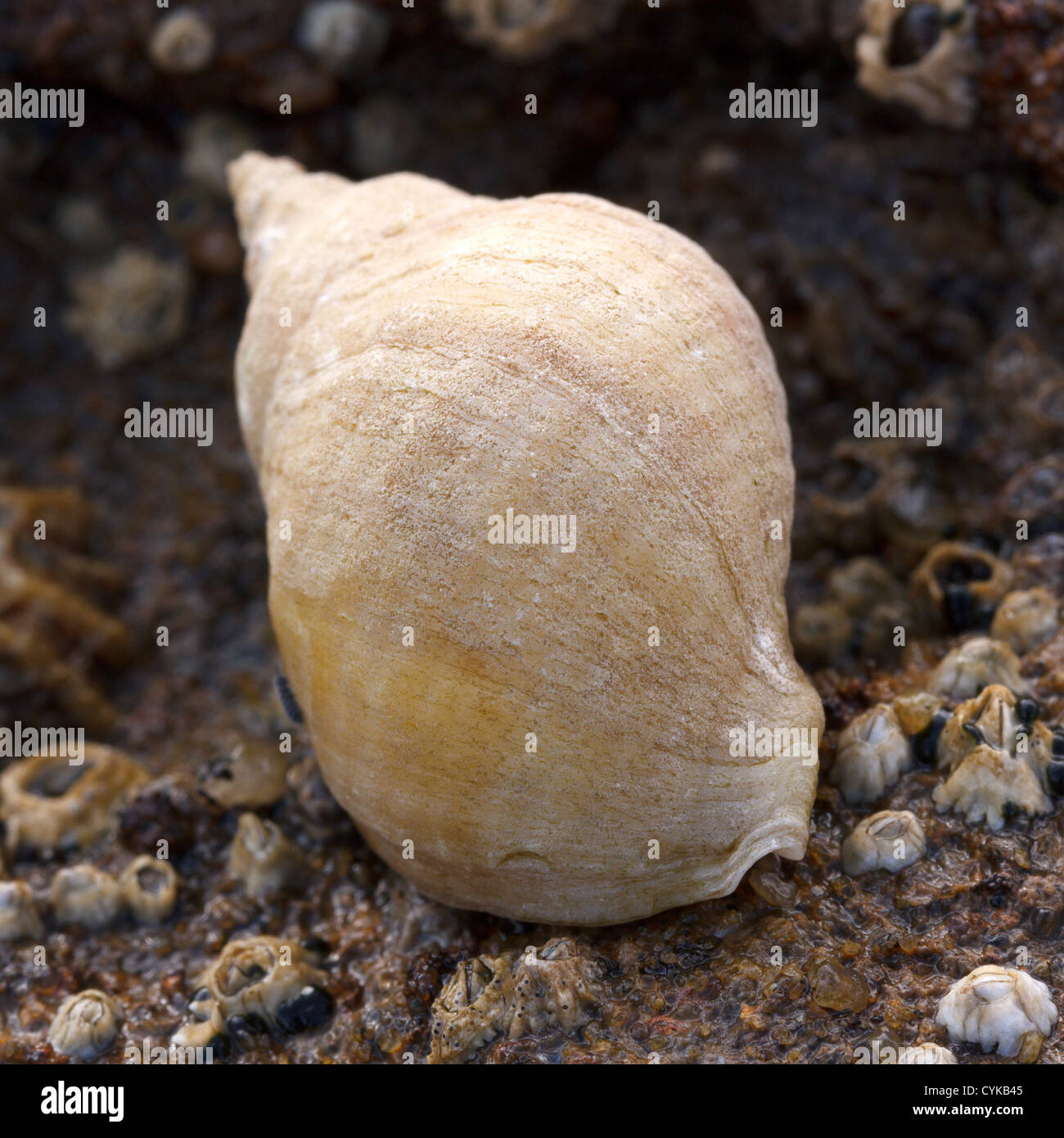 Whelk hires stock photography and images Alamy
