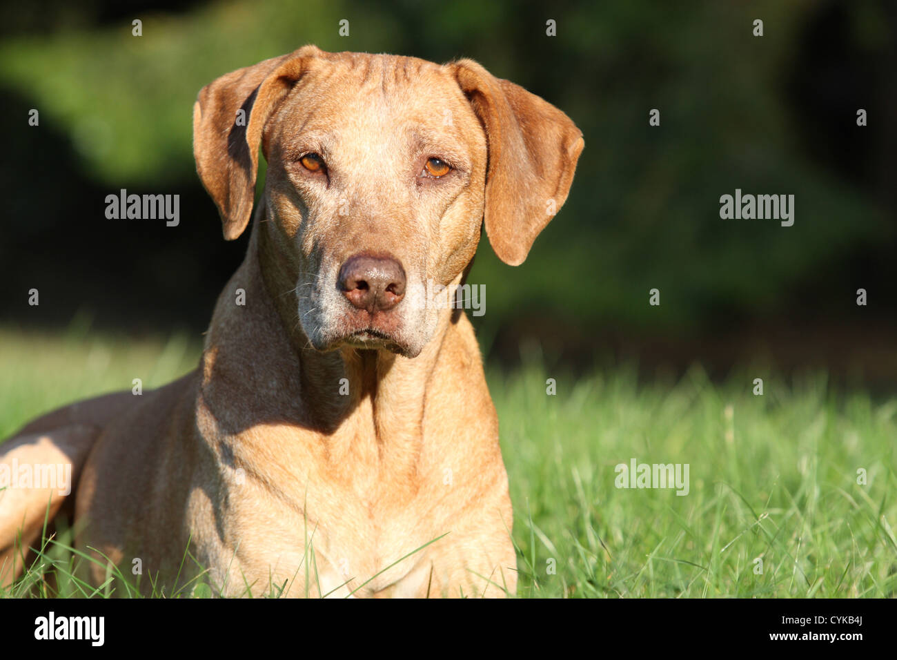 Seniour Rhodesian Ridgeback Rhodesian ridgeback senior hi-res stock photography and images - Alamy