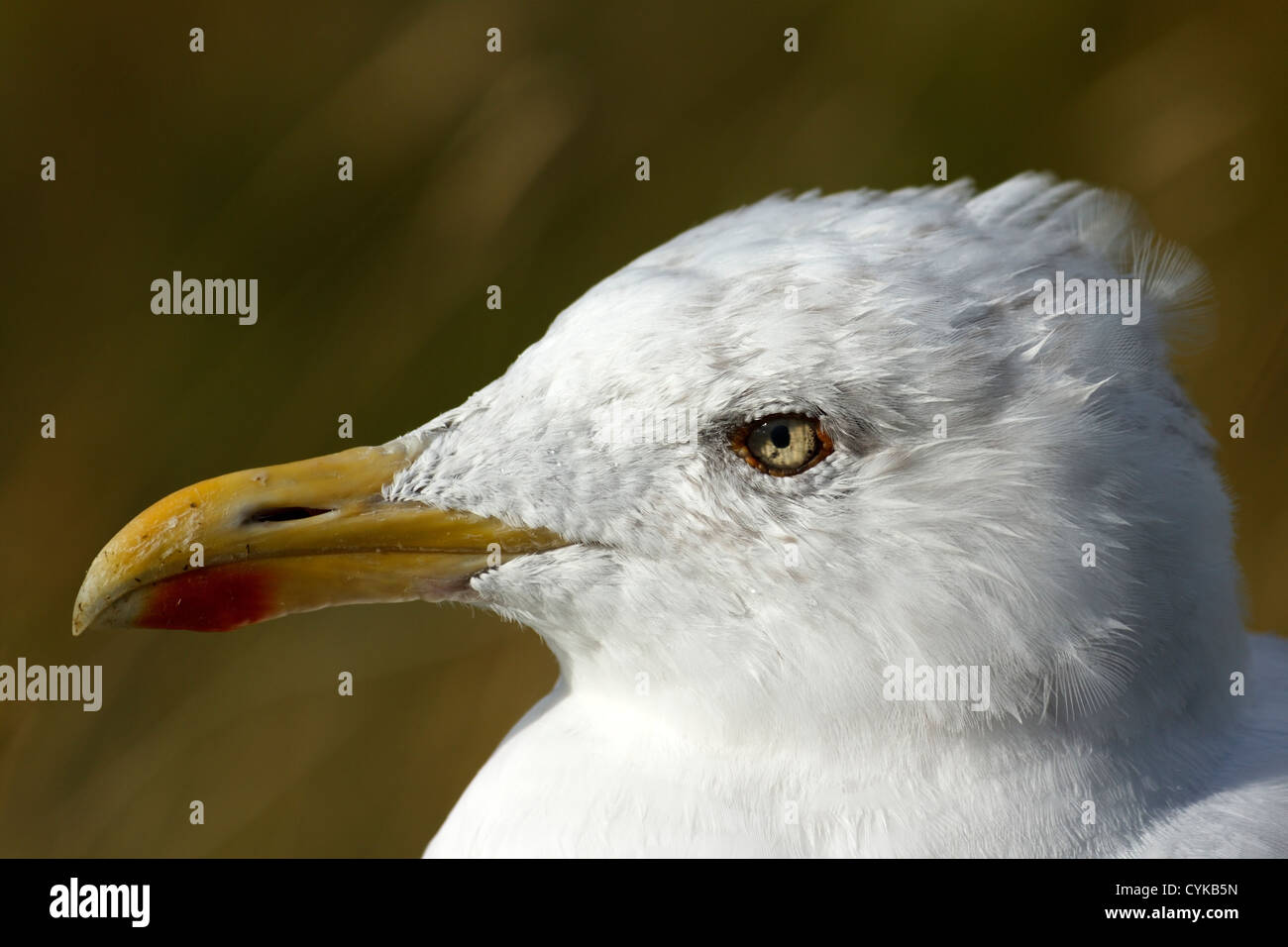Herring Gull Larus argentatus seagull showing white feathered head and