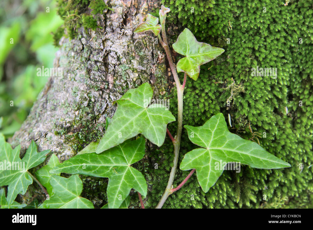 Close-up of young fern on tree trunk Stock Photo