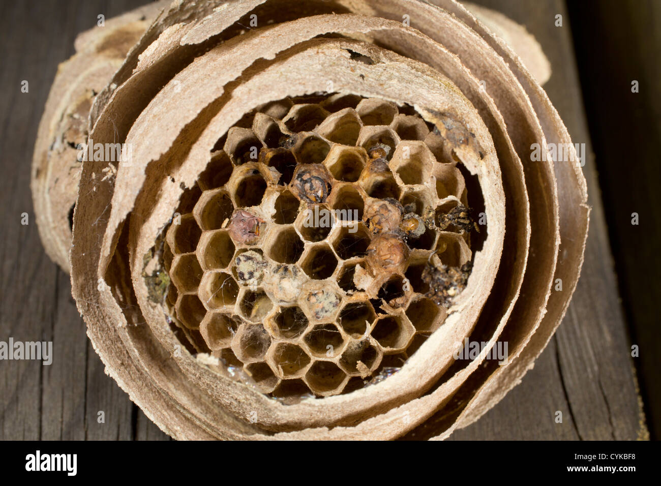Wasp Nest Uk Inside Stock Photo Alamy