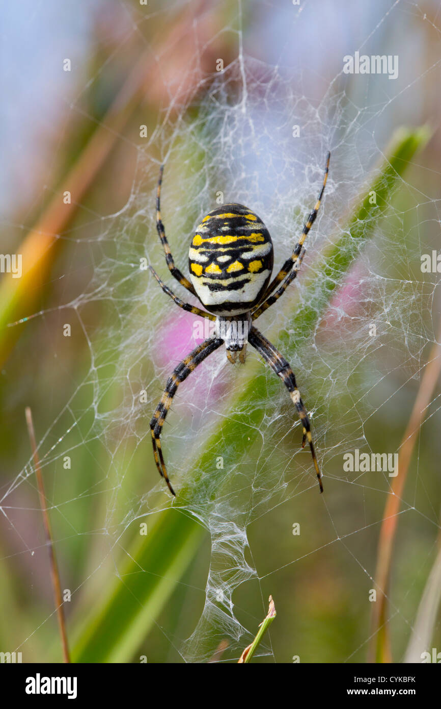 Wasp Spider; Argiope bruennichi; on web; Cornwall; UK Stock Photo