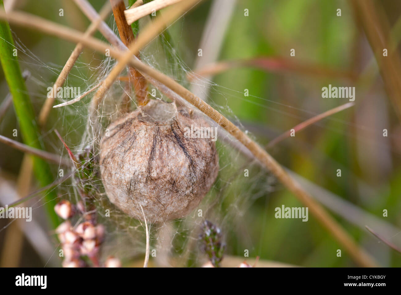 Wasp Spider; Argiope bruennichi; egg sack; Cornwall; UK Stock Photo