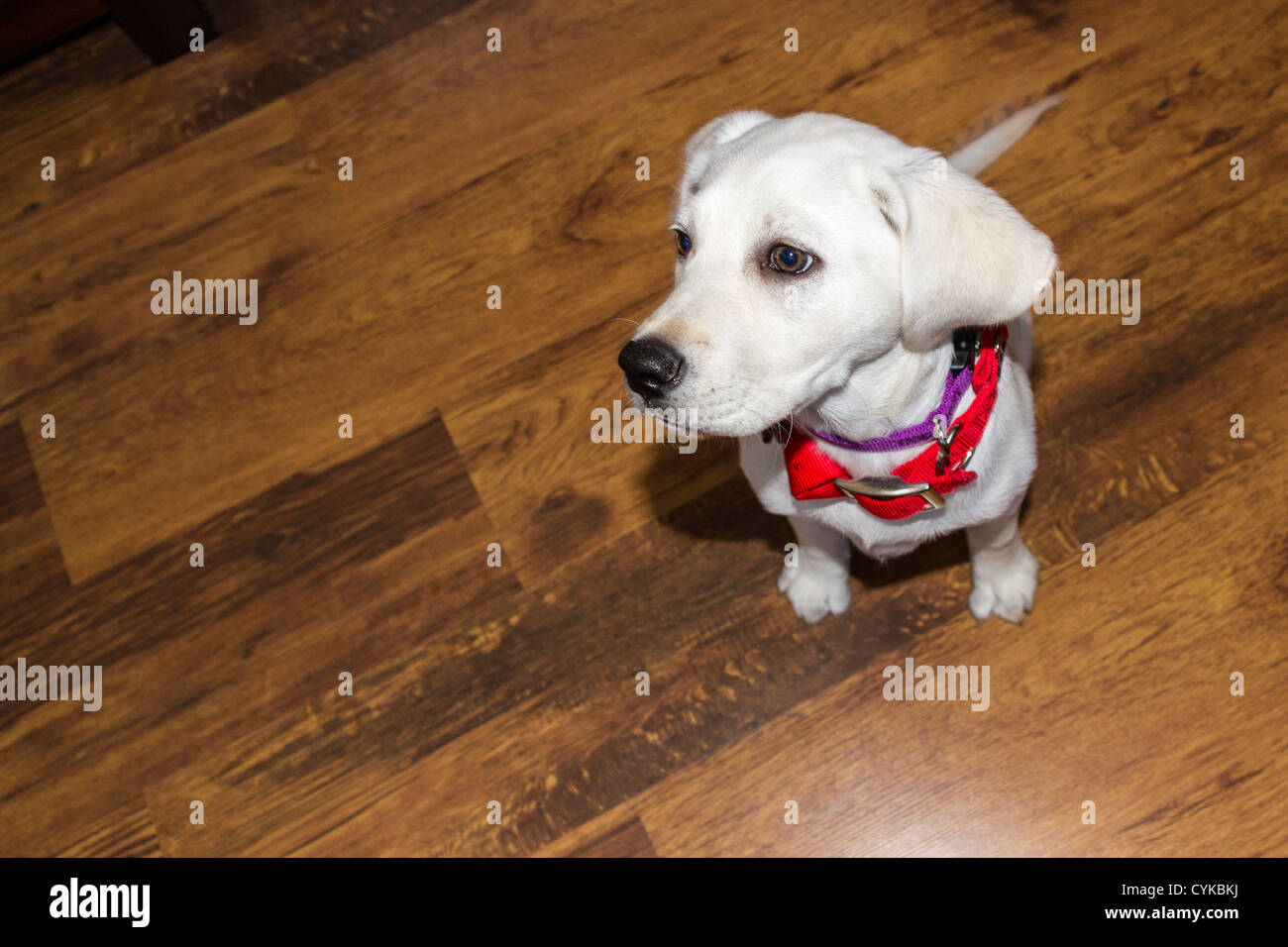 Red collar for Christmas on White Labrador puppy in The Woodlands, Texas. Stock Photo