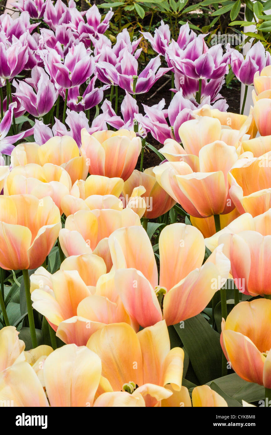 Darwin Hybrid Tulip, Tulipa 'AD REM'S BEAUTY', at Keukenhof Gardens in South Holland in The Netherlands. Stock Photo
