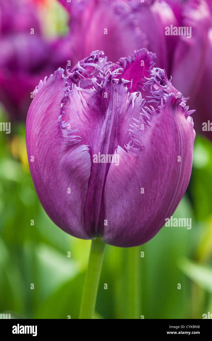 Fancy Frills Fringed Tulip, Holland Bulb Farms