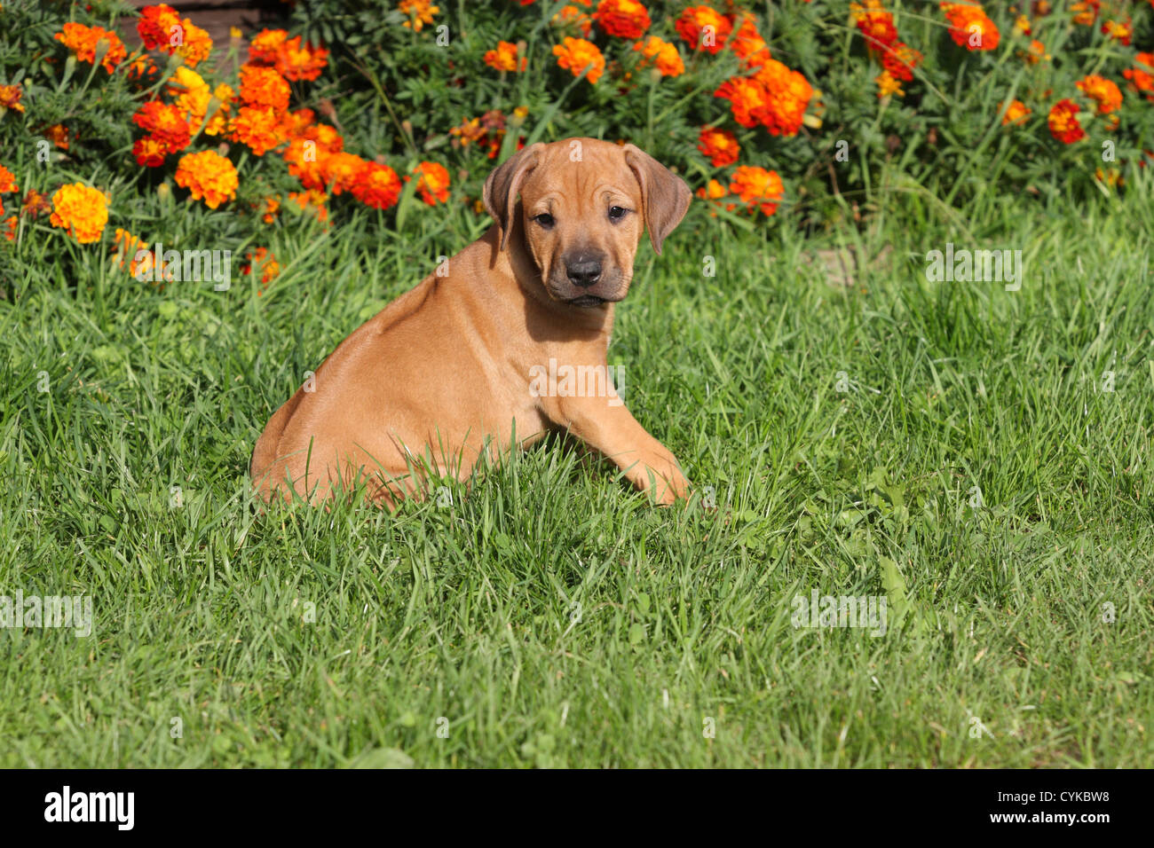 Rhodesian Ridgeback Puppy Stock Photo Alamy