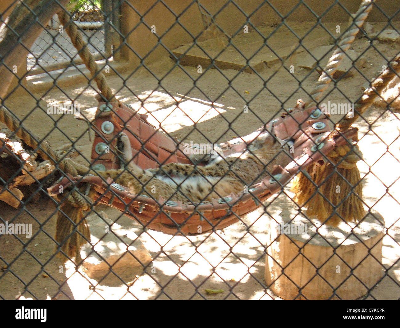 Bobcat asleep in a hammock at the Rio Grande Zoo in Albuquerque, New Mexico Stock Photo