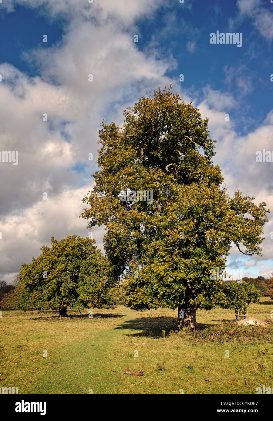 Trees in Hatfield Forest Stock Photo Alamy