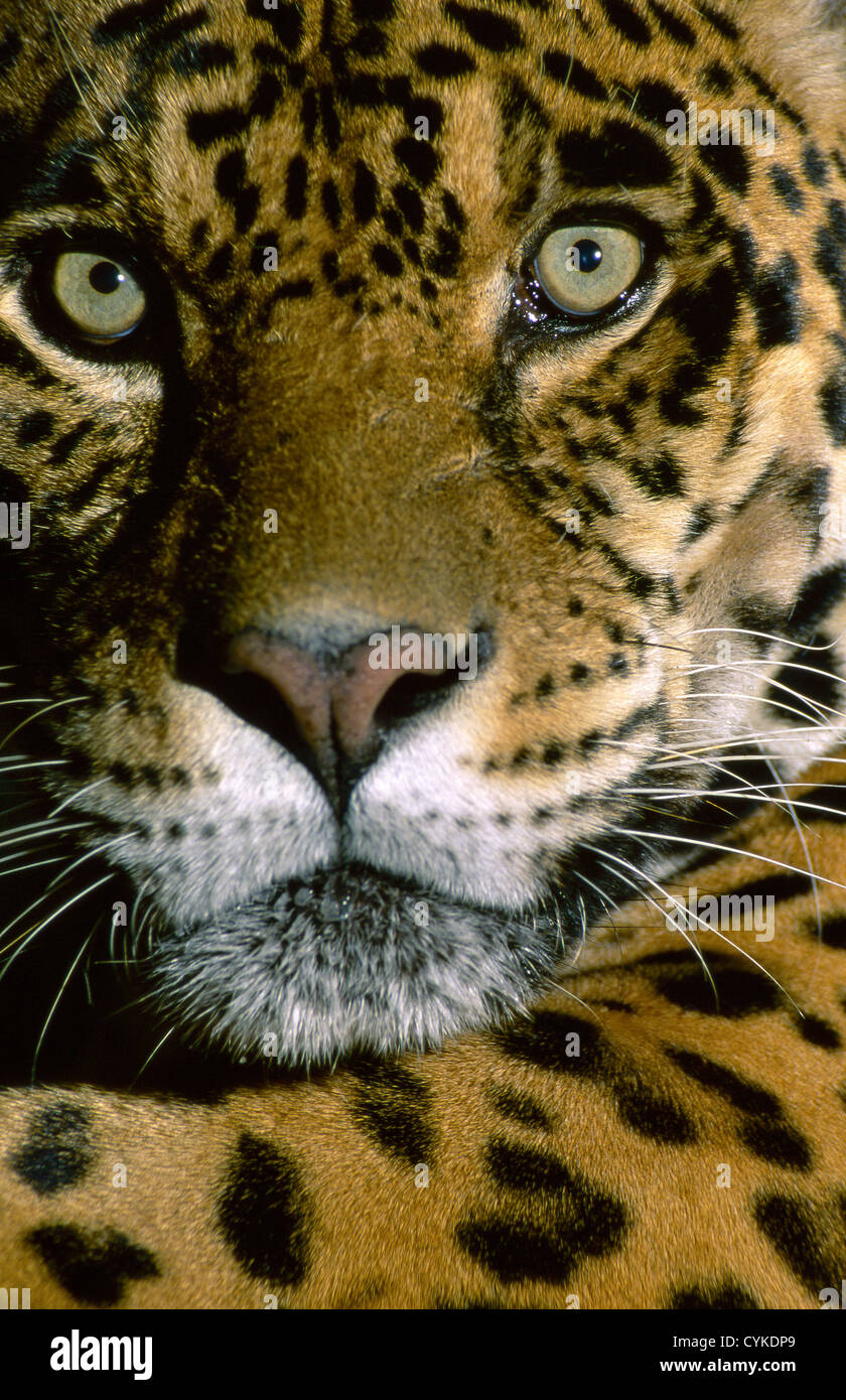 Jaguar Face High Resolution Stock Photography And Images Alamy