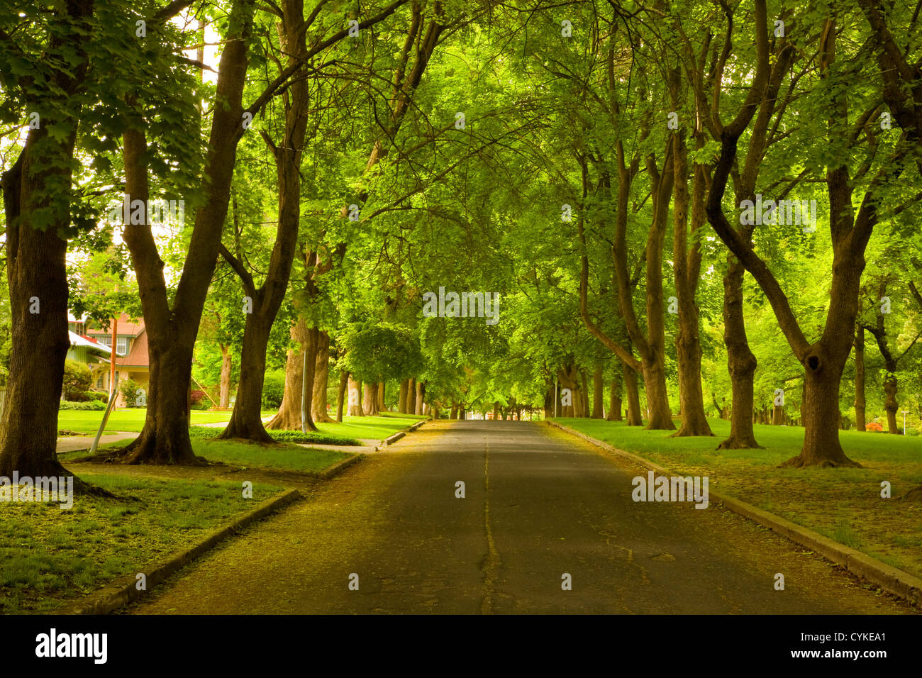 WA0556700...WASHINGTON Big leaf maple trees lining a residential