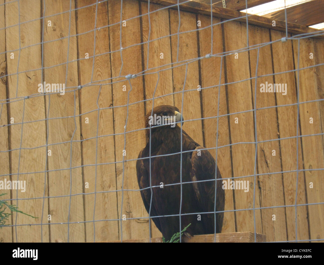 A golden eagle on exhibit at Alameda Park Zoo, at the corner of White Sands Blvd and 10th St in Alamogordo, New Mexico. Stock Photo