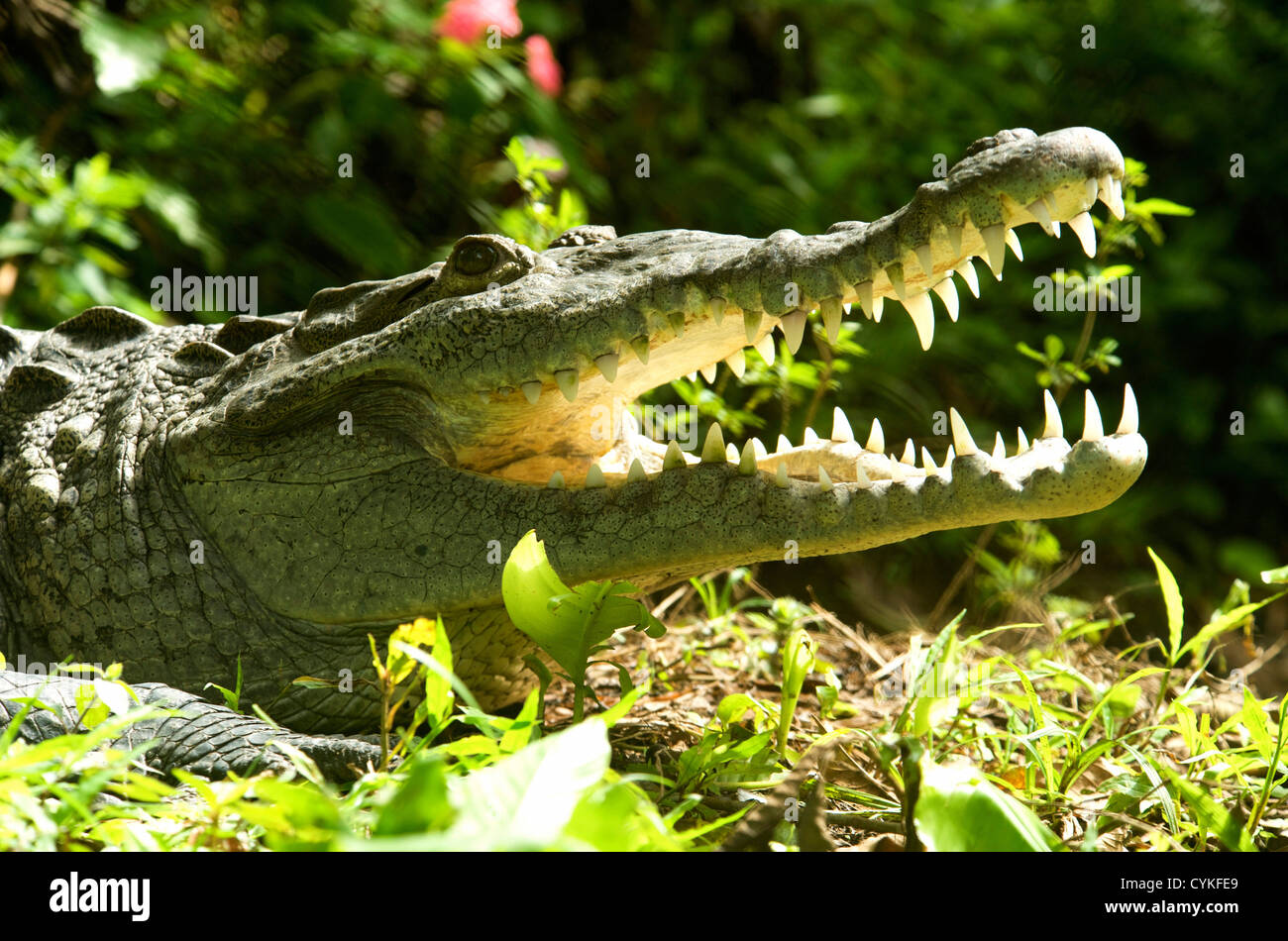 American crocodile (Crocodylus acutus) Costa Rica Stock Photo