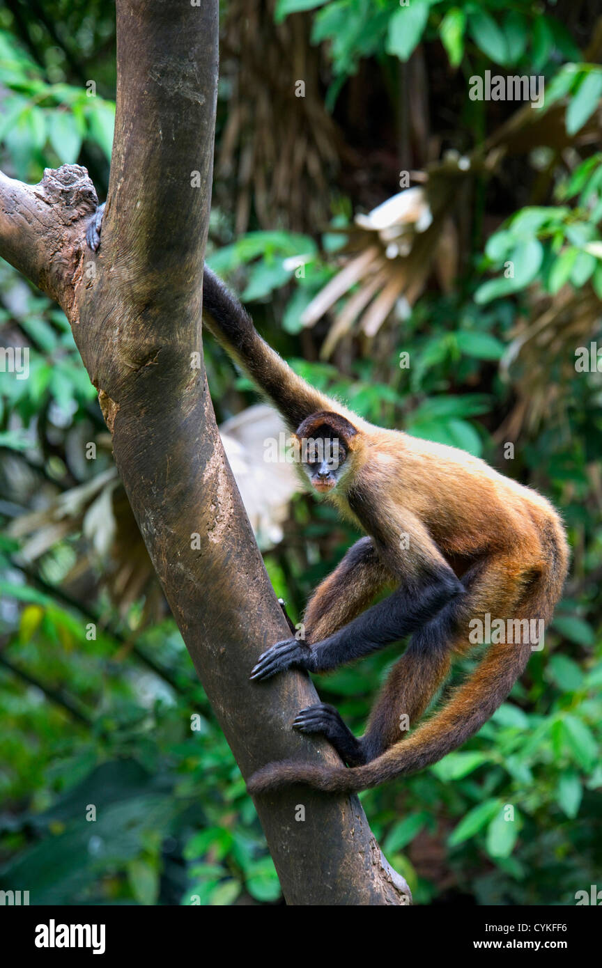 Geoffroy's spider monkey, Ateles geoffroyi, also known as black-handed spider monkey, Costa Rica. Stock Photo