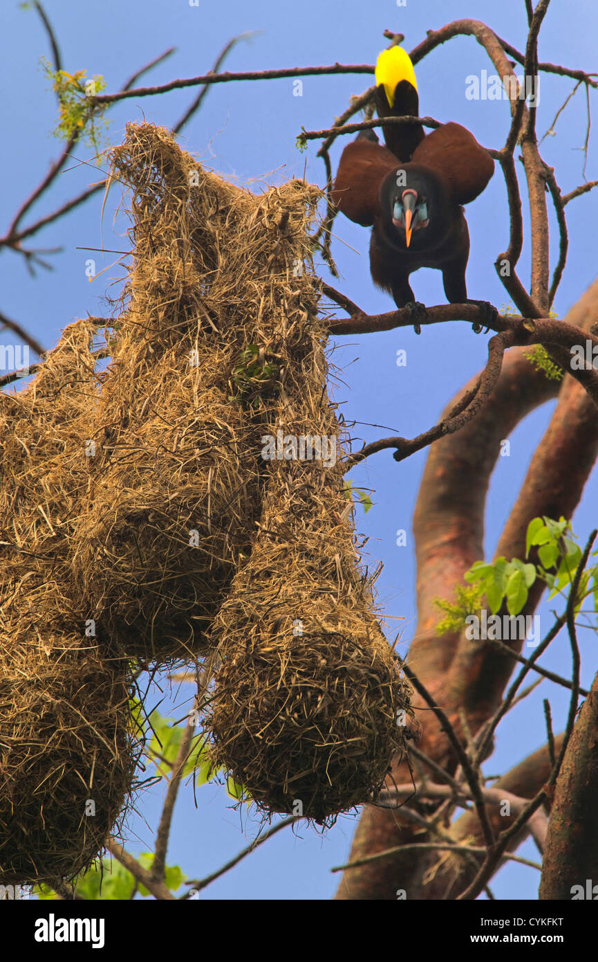 Montezuma Oropendola and nest, (Psarocolius montezuma) Costa Rica Stock
